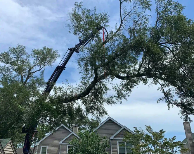 117274967 1806605526144111 3483007175860565571 n