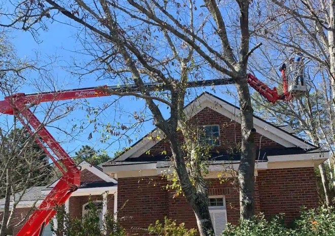 heavy equipment for tree