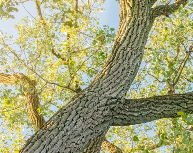 Tree Services in Ogden, NC A Cut Above
