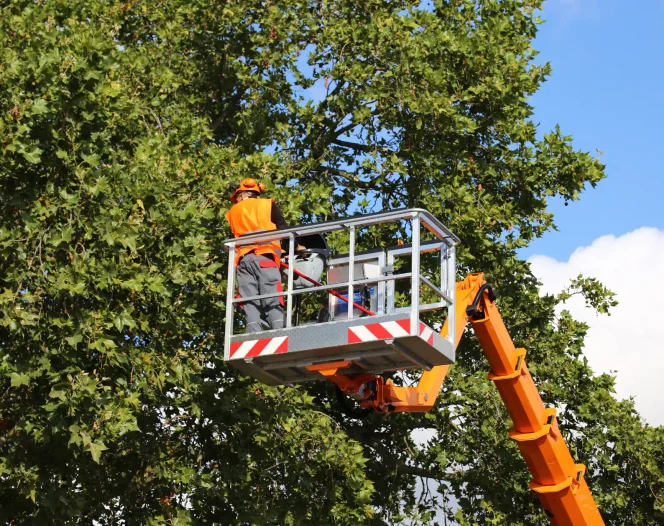 Delivering Quality Tree Services in Carolina Beach, NC